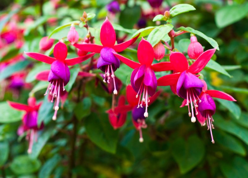 Close-up of fuchsia flowers with bright red sepals and deep purple drooping petals with delicate white stamens hanging from green stems