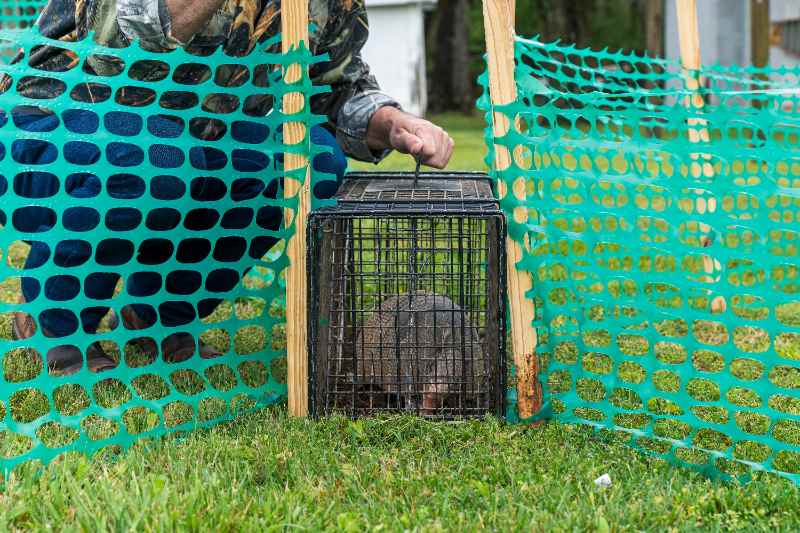 A wildlife trapper in camouflage clothing kneeling beside a live trap cage containing a captured armadillo, surrounded by green plastic fencing set up in a residential backyard.