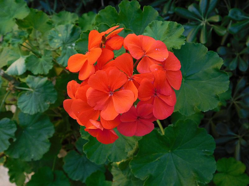 A tight cluster of vivid orange-red zonal geranium blooms surrounded by large rounded green leaves with scalloped edges