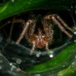 Grass Spiders: What They Are, Why They're in Your Yard, and When to Act A close-up macro photograph of a grass spider (Agelenopsis) waiting at the center of its funnel-shaped web surrounded by water droplets on green grass blades after a rain shower in Raleigh, North Carolina.