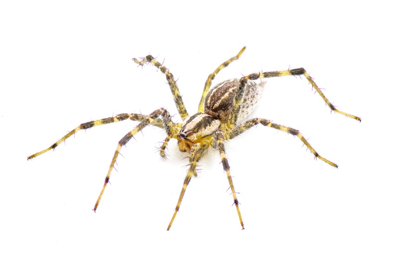 A top-down macro photograph of an American grass spider (Agelenopsis) isolated on a white background, showing its brown and yellow banded legs covered in fine spiny hairs, striped cephalothorax, and mottled gray-brown abdomen.