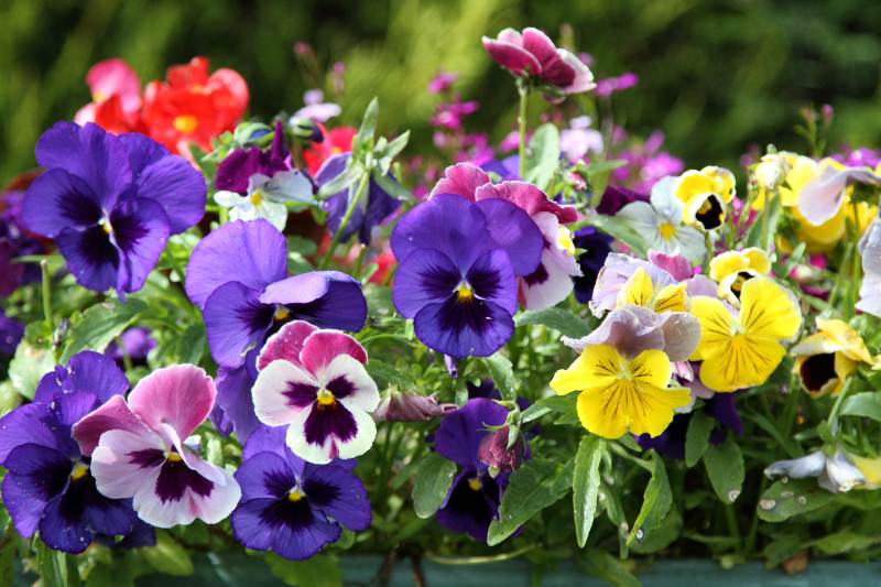 A window box overflowing with pansies in purple, yellow, pink, and white with dark center markings, with blurred red and pink flowers in the background