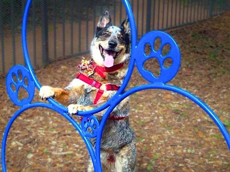 A happy Australian Cattle Dog wearing a red harness and floral collar stands upright with its paws on a blue metal obstacle course structure.