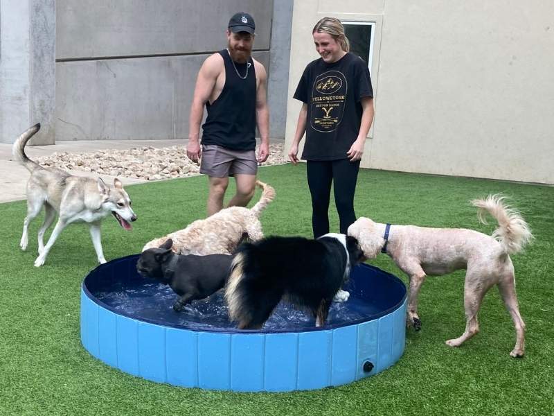 Two smiling adults supervise four dogs playing in and around a small blue kiddie pool in a backyard.