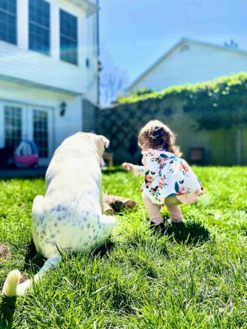 Toddler reaching toward a dog