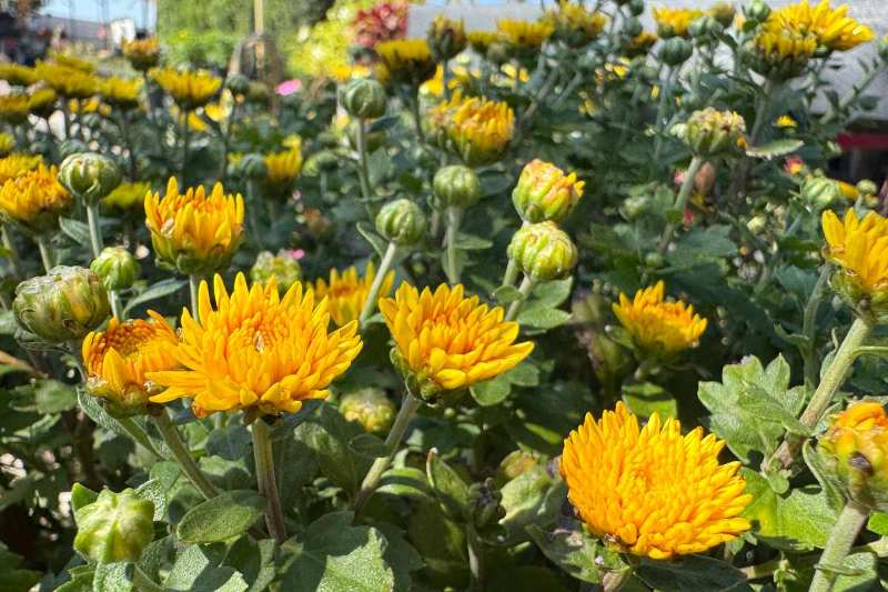 Bright golden-orange chrysanthemum blooms and round green buds in various stages of opening, densely packed on leafy stems in a sunny nursery