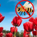 Flowers That Don't Attract Bees: The Best Low-Buzz Blooms For Your Yard A field of bright red tulips shot from a low angle against a sunny blue sky, overlaid with a red no-bee symbol indicating tulips do not attract bees