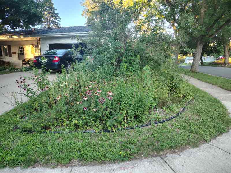 A thriving chaos garden bursting with black-eyed Susans, asters, and native wildflowers fills a suburban boulevard strip from curb to sidewalk. Photo Credit: Amy Stenglein / LawnStarter