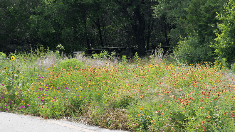 Wildflowers bloom at the Lady Bird Johnson Wildlife Center in Austin