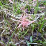 How to Identify and Treat Grass Fungus A close-up of a lawn affected by red thread disease, showing distinctive pink and coral-colored fungal strands tangled among bleached and dying grass blades with patches of dark soil visible beneath.