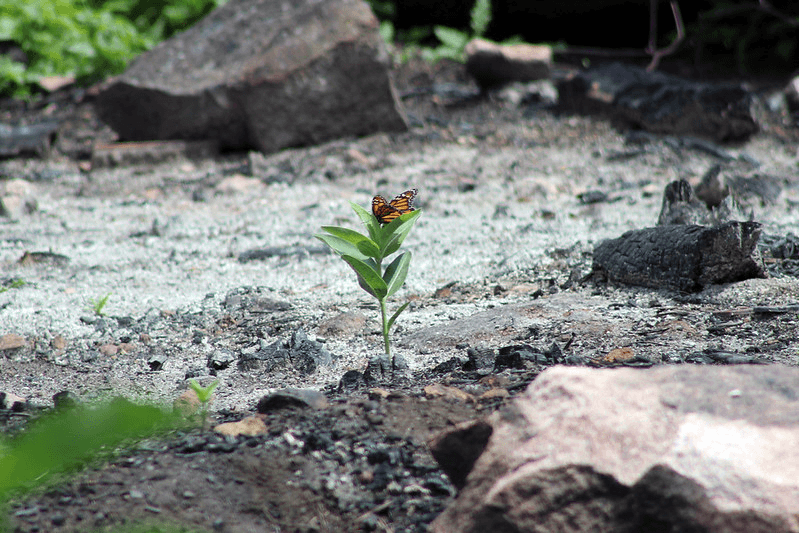 A Monarch butterfly on a milkweed plant in Minneapolis