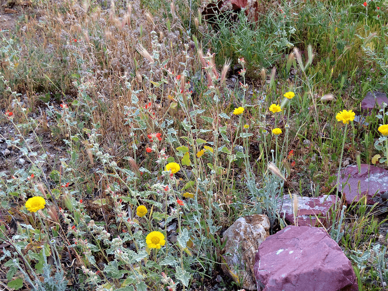 A colorful Sonoran Desert native garden in Tucson, Arizona