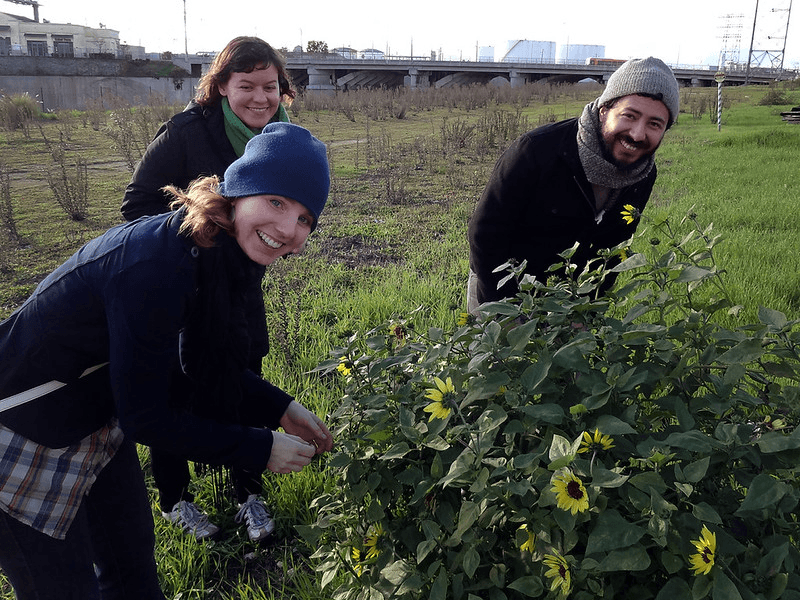 Locals collect native plant seeds in an urban green space in Los Angeles