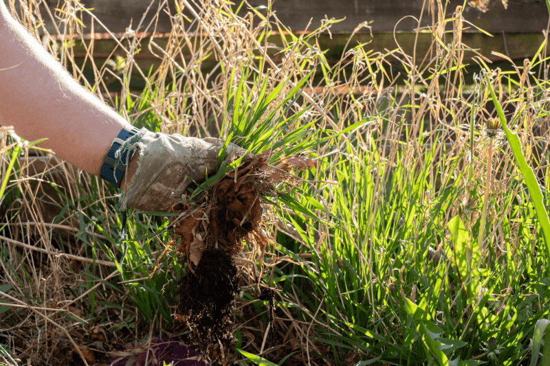 A hand pulling a clump of grass from the soil to demonstrate the tug test for checking drought-stressed lawn roots.
