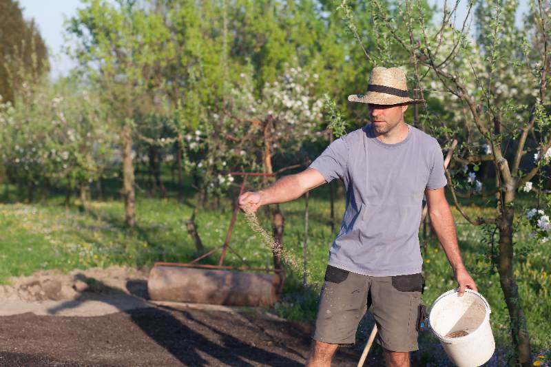 A man in a straw hat and gray t-shirt hand-broadcasting seed from a white bucket over a freshly prepared dark soil seedbed, with a lawn roller visible in the background and blooming spring trees in a lush garden setting.