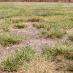 How to Transition Your Lawn From Summer Drought to Fall A backyard lawn shows patches of dead grass and cracked, bare soil surrounded by sparse tufts of green grass, caused by drought conditions.