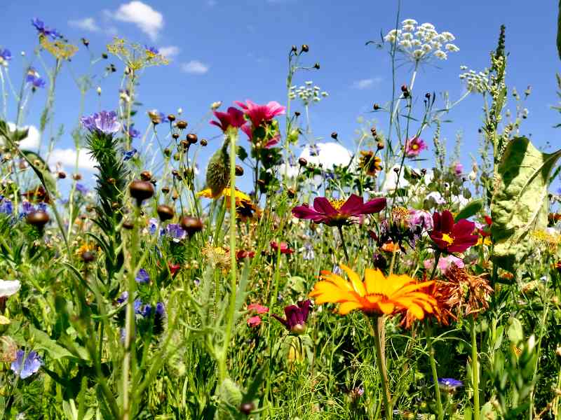 A ground-level view of a vibrant wildflower meadow under a bright blue sky, filled with orange marigolds, deep burgundy and pink cosmos, purple chicory, white Queen Anne's lace, yellow coneflowers, and an abundance of other colorful blooms and seed heads.