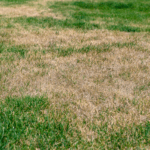 Why Your Grass Looks Different After a Drought A close-up ground-level view of a lawn with irregular patches of dry, brown, dying grass mixed among healthy green grass, extending toward the horizon.