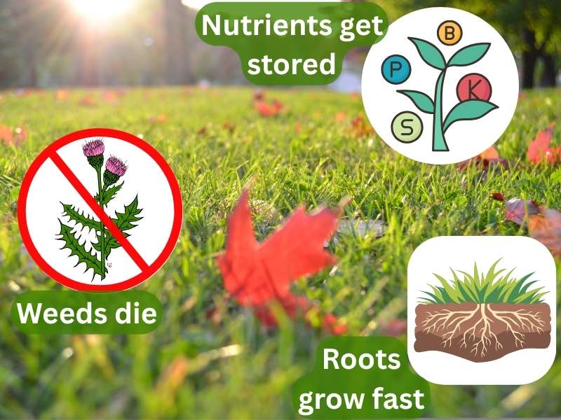 A fall lawn infographic overlaid on a sun-drenched close-up of green grass scattered with red and orange autumn leaves, featuring three illustrated callouts: a no-thistle symbol with "Weeds die" on the left, a plant nutrient diagram labeled with B, P, K, and S and "Nutrients get stored" at the top right, and a grass root cross-section illustration with "Roots grow fast" at the bottom right.