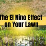Super El Niño 2026: What It Means for Your Lawn A hero image for an article about El Niño and lawn care, featuring a composite of a dry, patchy brown lawn in the upper background and lush green grass blades with standing water and bright sunlight in the foreground, overlaid with the bold text "El Niño and Your Lawn" on a yellow banner.