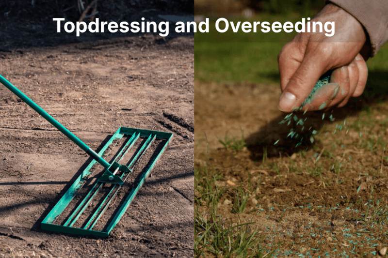 A split image showing a green landscaping rake leveling soil on the left, and a hand scattering treated grass seed onto bare soil on the right, illustrating the topdressing and overseeding process.