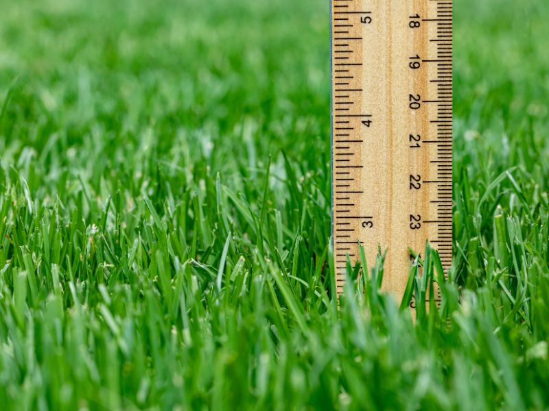 Wooden ruler measuring the height of green grass blades in a healthy lawn