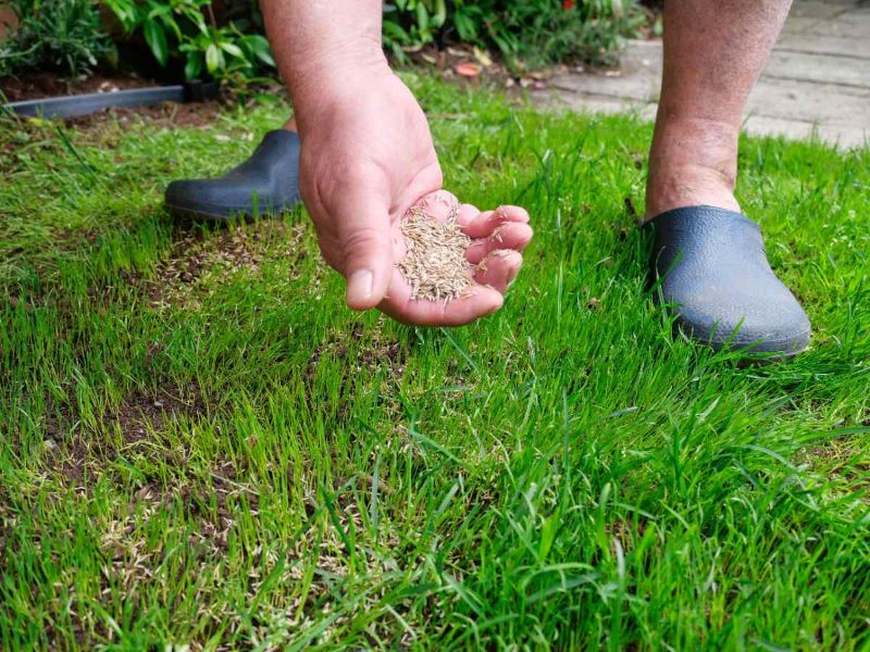 Person overseeding grass by hand on patchy lawn, scattering seed over thin turf to improve growth and coverage, evenly outdoors.