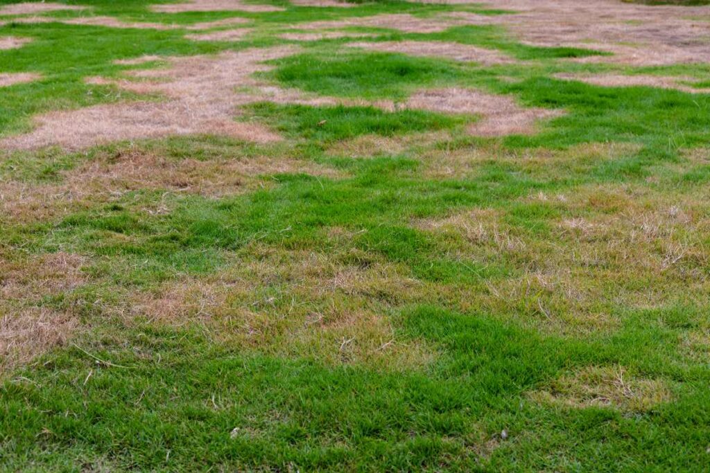 A lawn shows large irregular patches of dead brown grass scattered among healthy green turf.