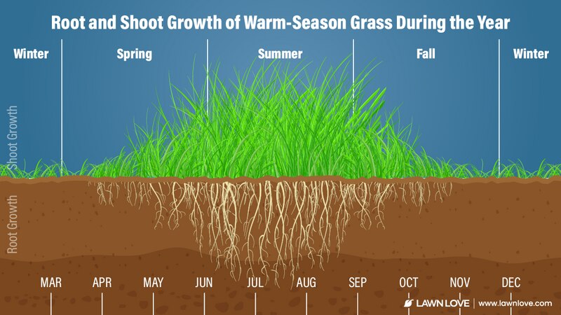 illustration showing growth timeline for warm-season grass