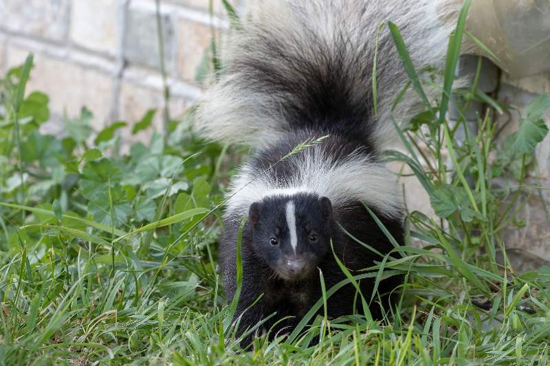 A young striped skunk with bold black and white markings stands alert in a patch of green grass and weeds near a stone foundation, its fluffy white tail raised high behind it.