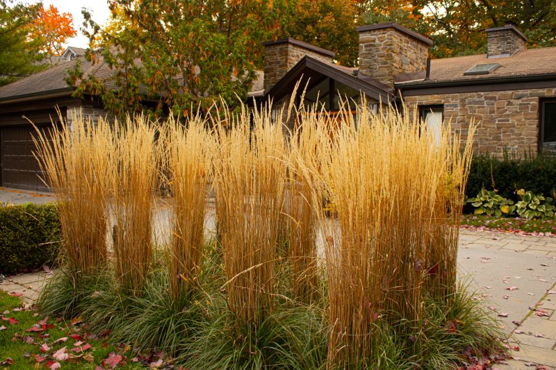 Feather reed grass (Calamagrostis brachytricha) as decorative plants in a house front yard during autumn.