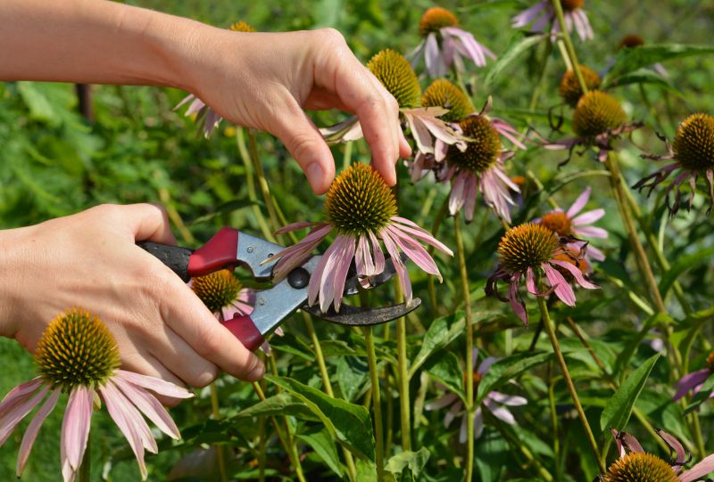 A gardener uses pruning shears to cut a coneflower bloom.