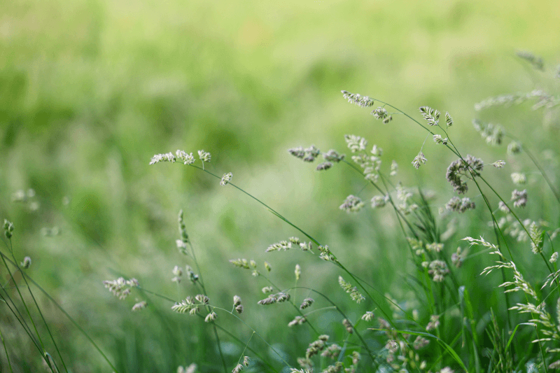 Close-up of blooming grass with delicate seed heads and visible pollen against a soft green blurred background.