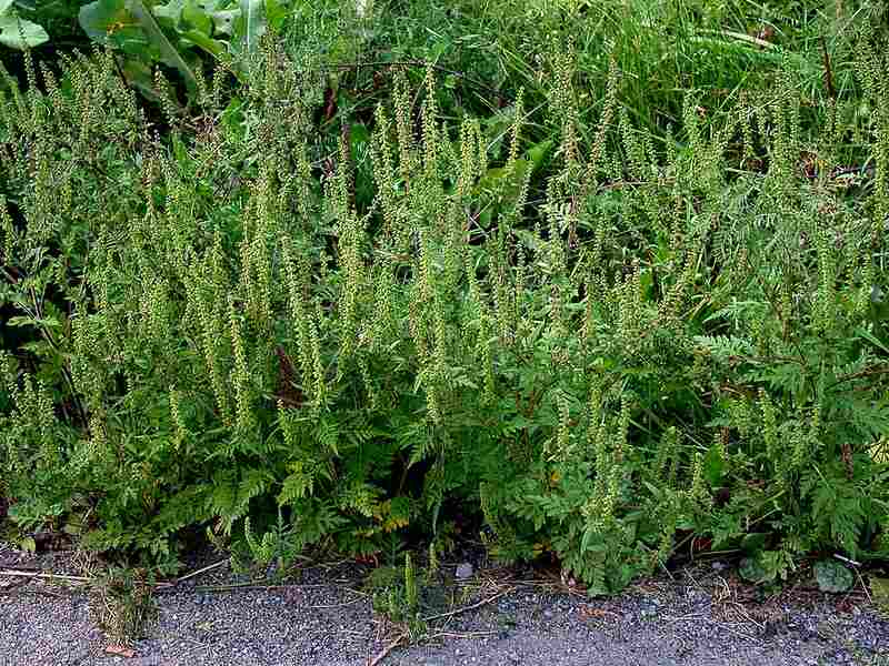 A dense patch of common ragweed (Ambrosia artemisiifolia) with tall flowering spikes growing along a gravel roadside.