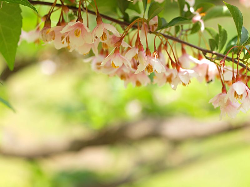 Pale pink bell-shaped blossoms of Styrax japonica 'Marley's Pink' hanging from a branch.