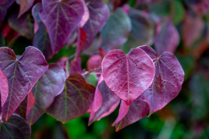 Heart-shaped purple leaves of eastern redbud