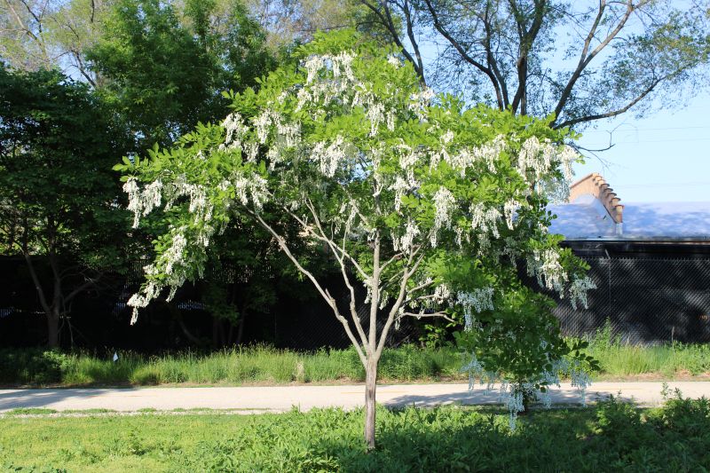 Blooming Kentucky yellowwood tree with cascading white flower clusters.