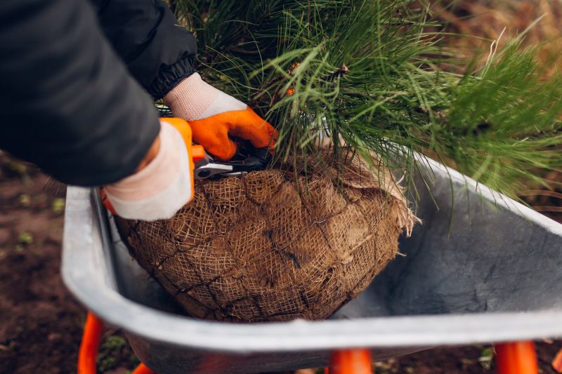Gloved hands using pruners to remove wire mesh and burlap from a pine tree root ball while checking roots before planting.