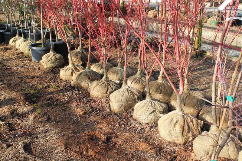 Rows of coral bark Japanese maples with burlap-wrapped root balls ready for planting.