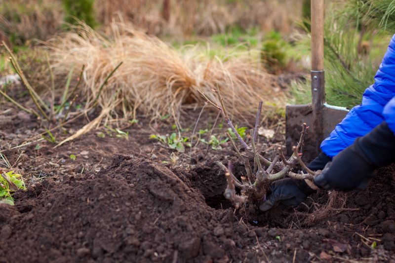 Gloved hands transplanting a bare-root rose bush into a dug hole in garden soil.