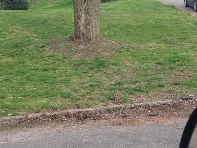 Leaf Removal service in New Haven County, 06471