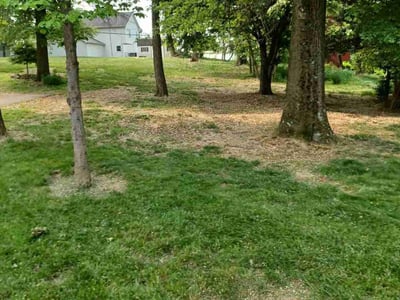 Leaf Removal service in Harrisburg, 17102