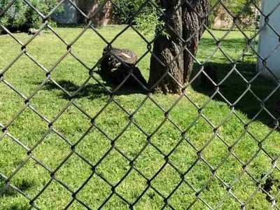 Leaf Removal service in Fresno, 93721