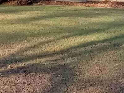 Leaf Removal service in Youngstown, 44503