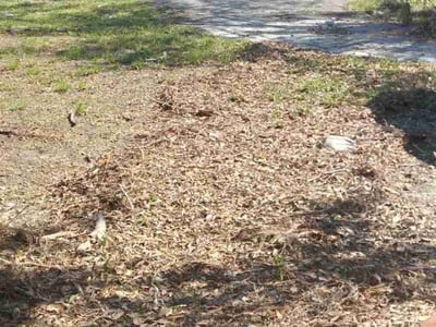 Leaf Removal service in Fort Myers, 33901