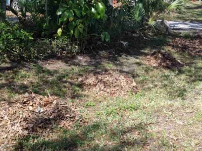 Leaf Removal service in Fort Myers, 33901