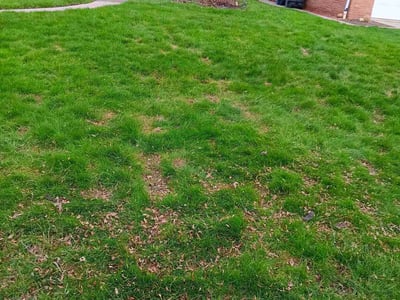 Leaf Removal service in Toledo, 43604