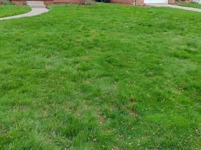 Leaf Removal service in Toledo, 43604