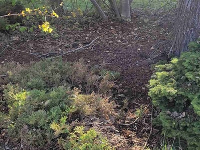 Leaf Removal service in Spokane, 99201