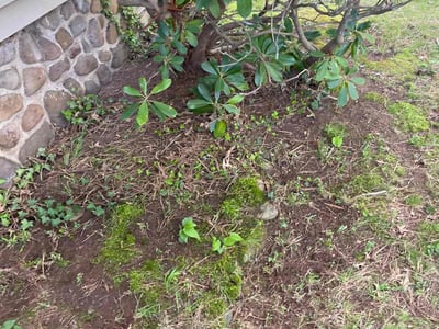 Leaf Removal service in New Haven County, 06471